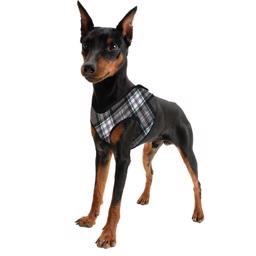 Hundar Cool Harness Comfy Design Scottish Grey